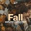 پریست لایت روم دسکتاپ و موبایل تم پاییز خزان FALL Autumn Collection LR Presets