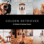 20 پریست لایت روم و پریست کمرا راو و لات رنگی تم سگ وفادار Golden Retriever LR Presets