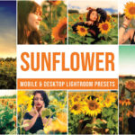 30 پریست رنگی لایت روم تم گل آفتابگردان Sunflower Lightroom Presets